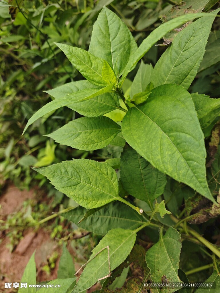 绿叶繁茂的野生植物