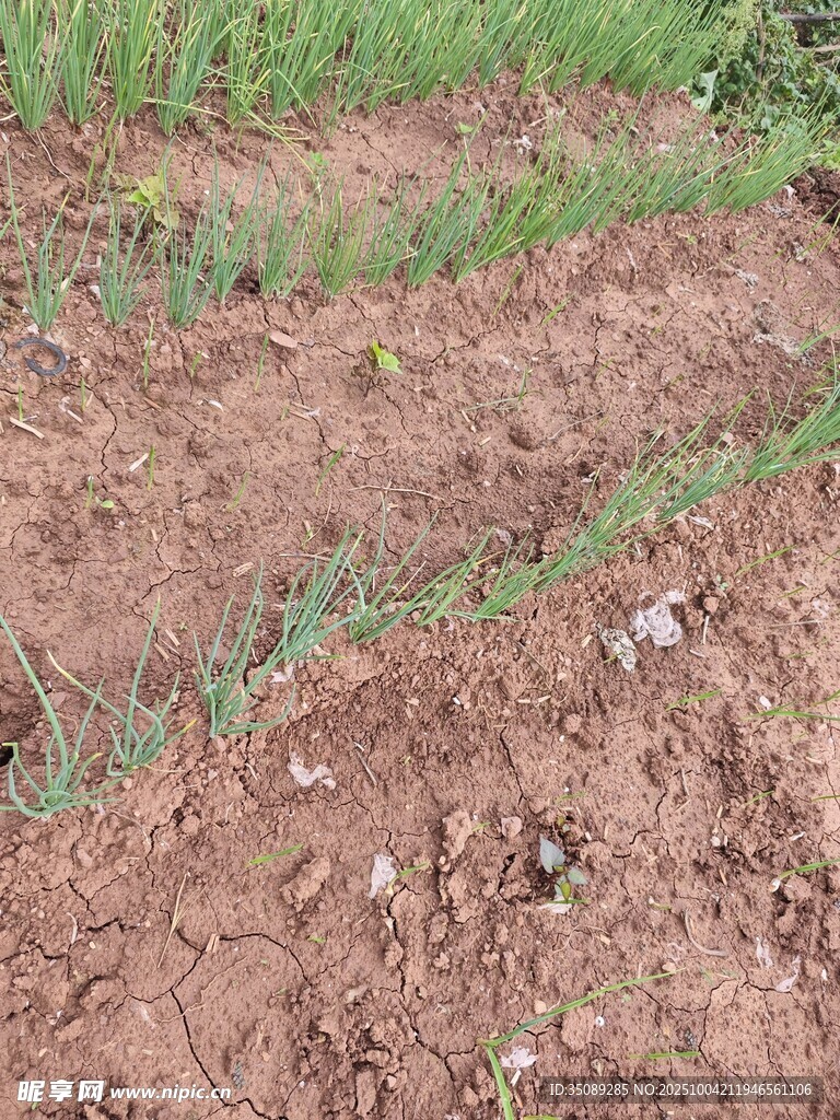 农田里刚破土的嫩绿幼苗