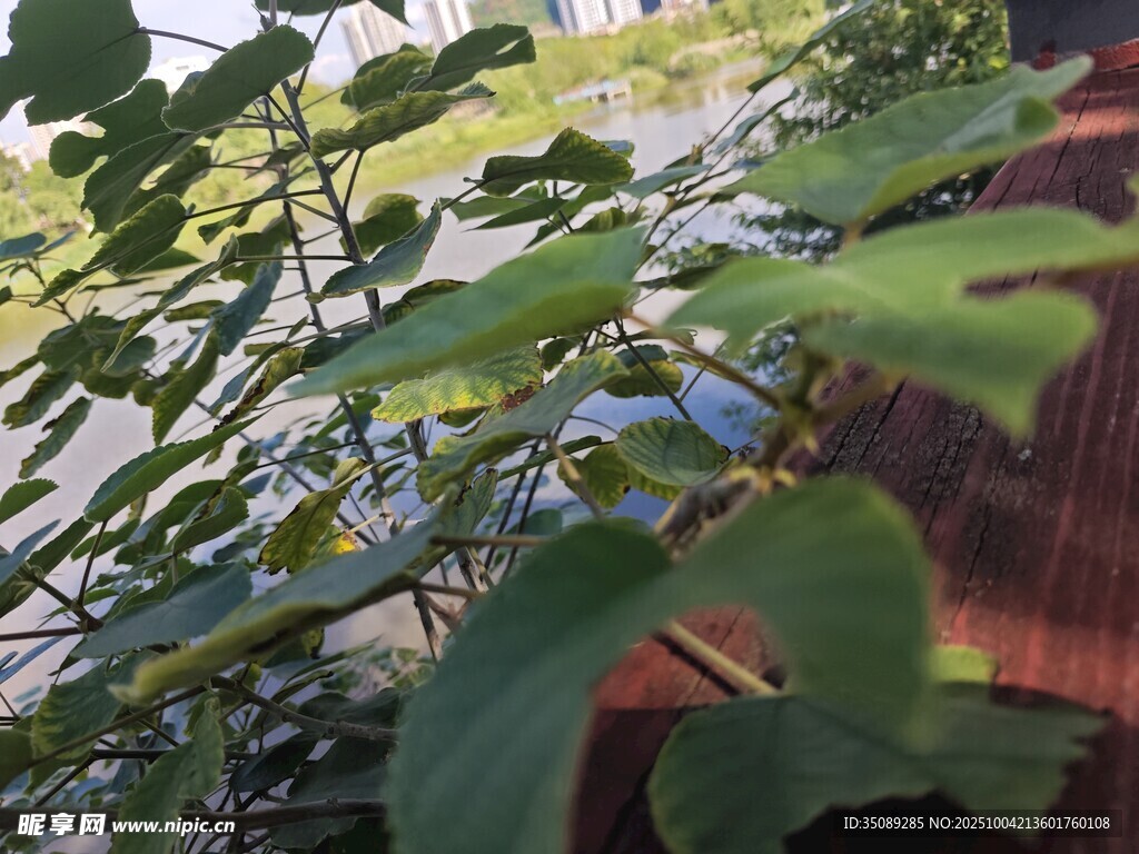 绿叶繁茂的植物景致