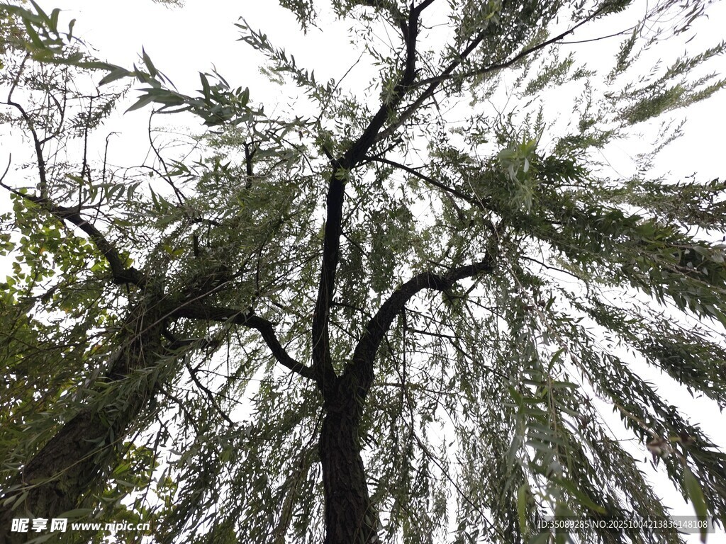 仰视下的繁茂树木