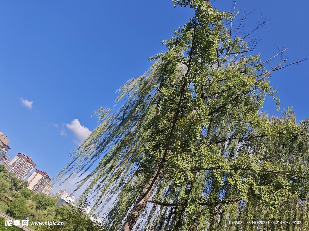 蓝天垂柳下的清新景致