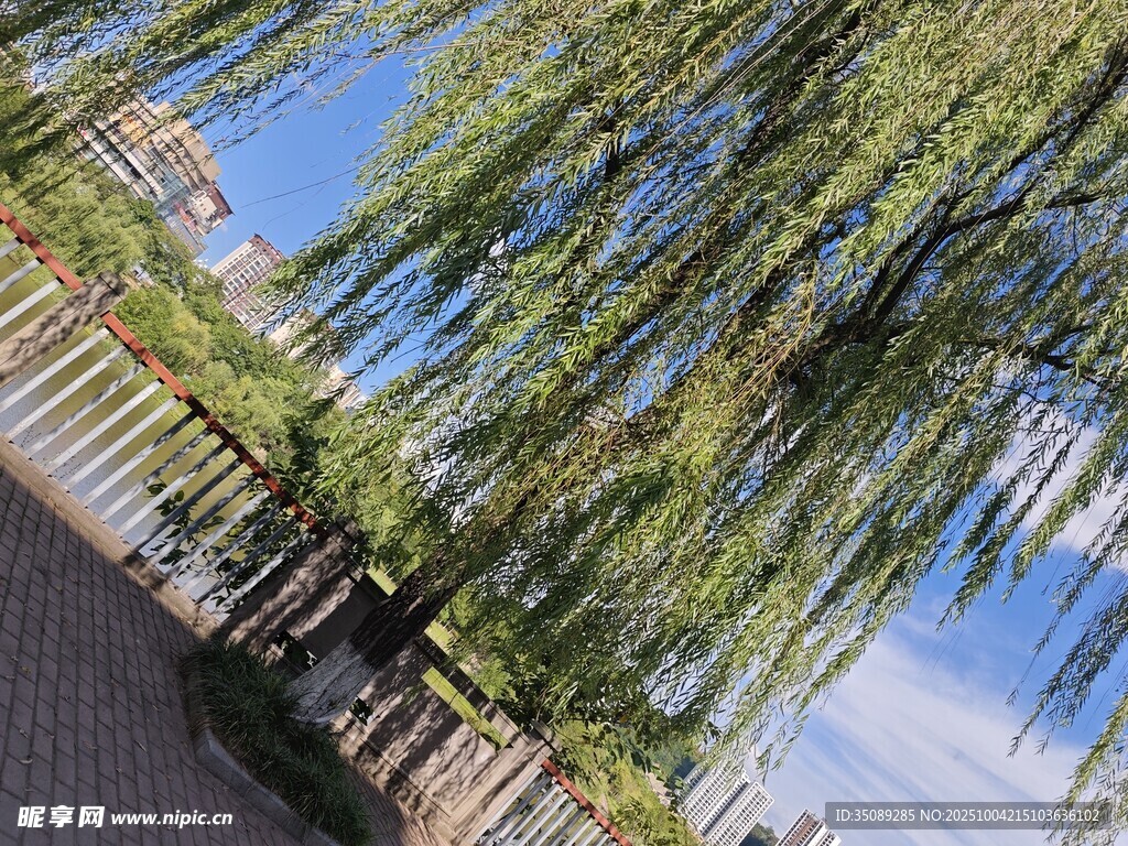 垂柳依依蓝天相伴的景致