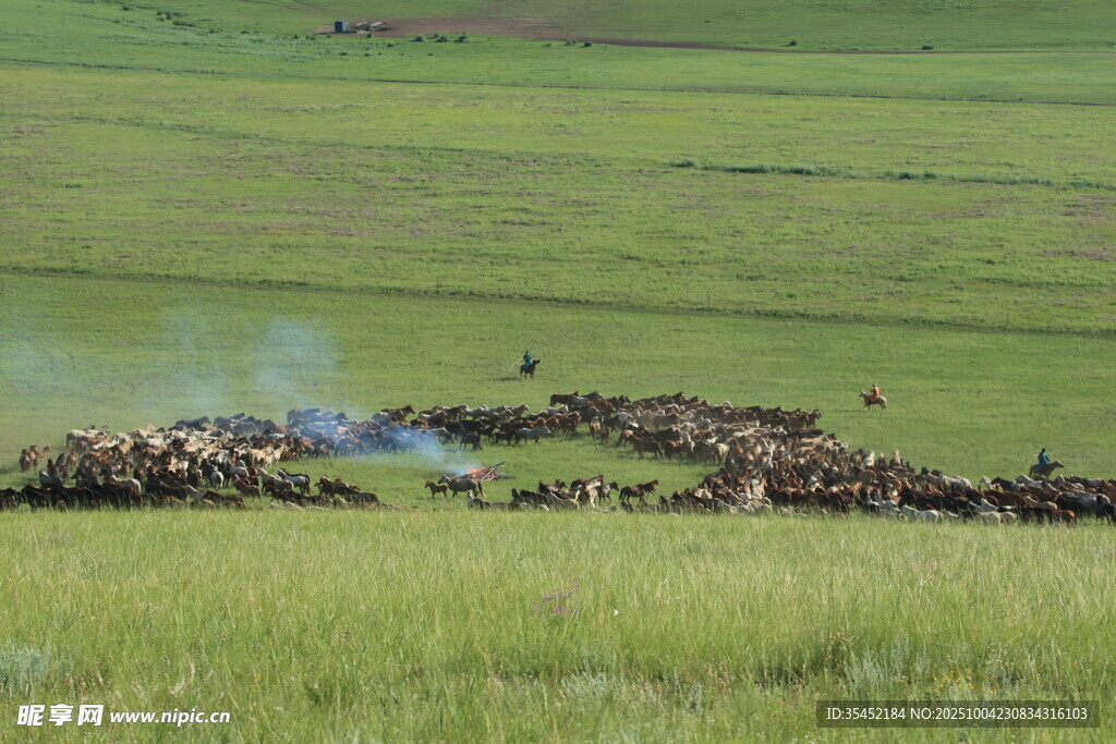 草原牧马