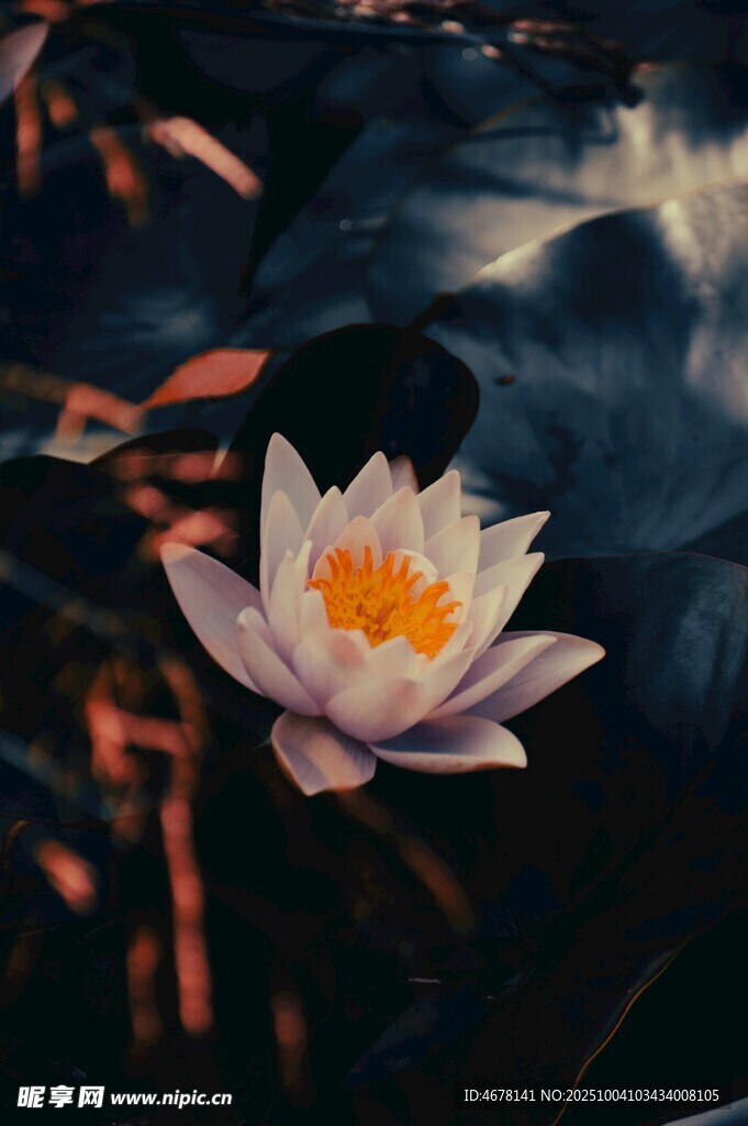 水中绽放的美丽白睡莲