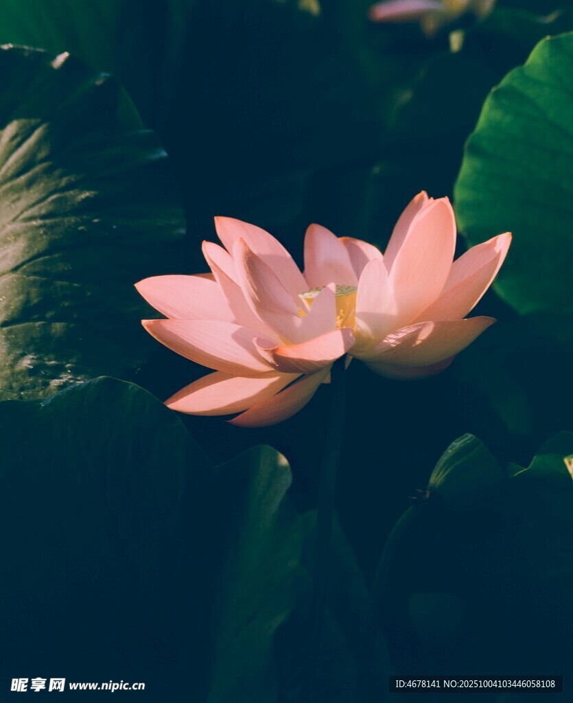 粉色荷花绽放于绿叶间