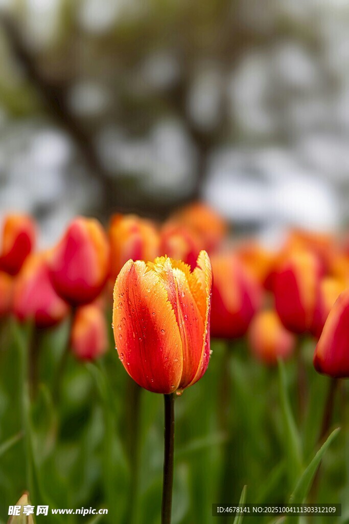 鲜艳郁金香绽放于绿野