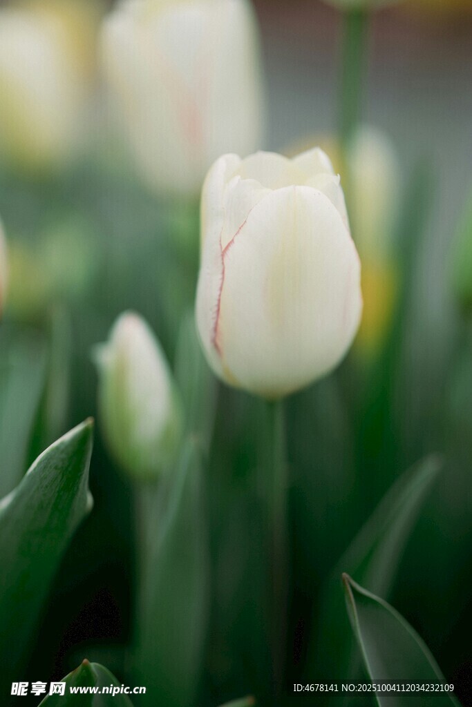 白色郁金香绽放