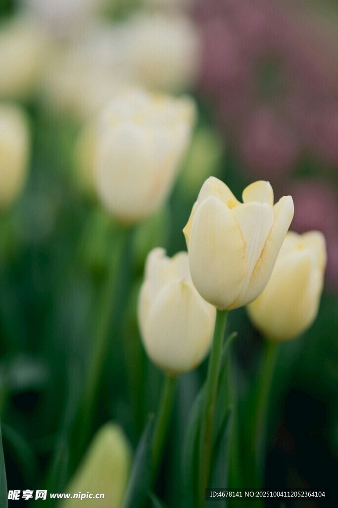 白色郁金香绽放美景