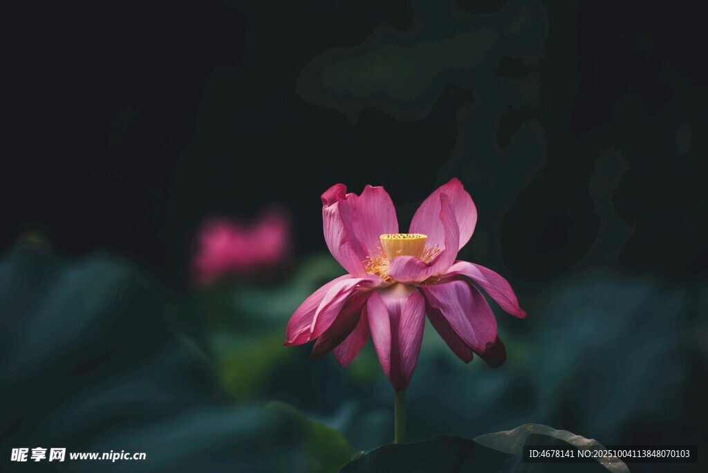 娇艳绽放的粉色荷花