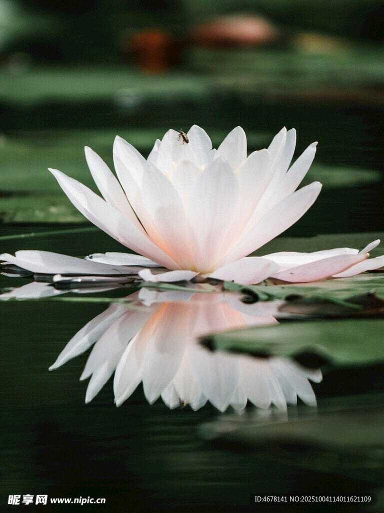 水中绽放的圣洁白莲花