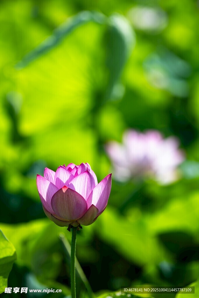 绽放的粉色荷花