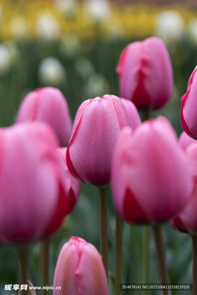 娇艳粉色郁金香绽放