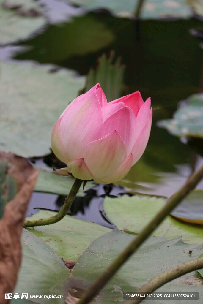 水中绽放的娇艳粉色荷花