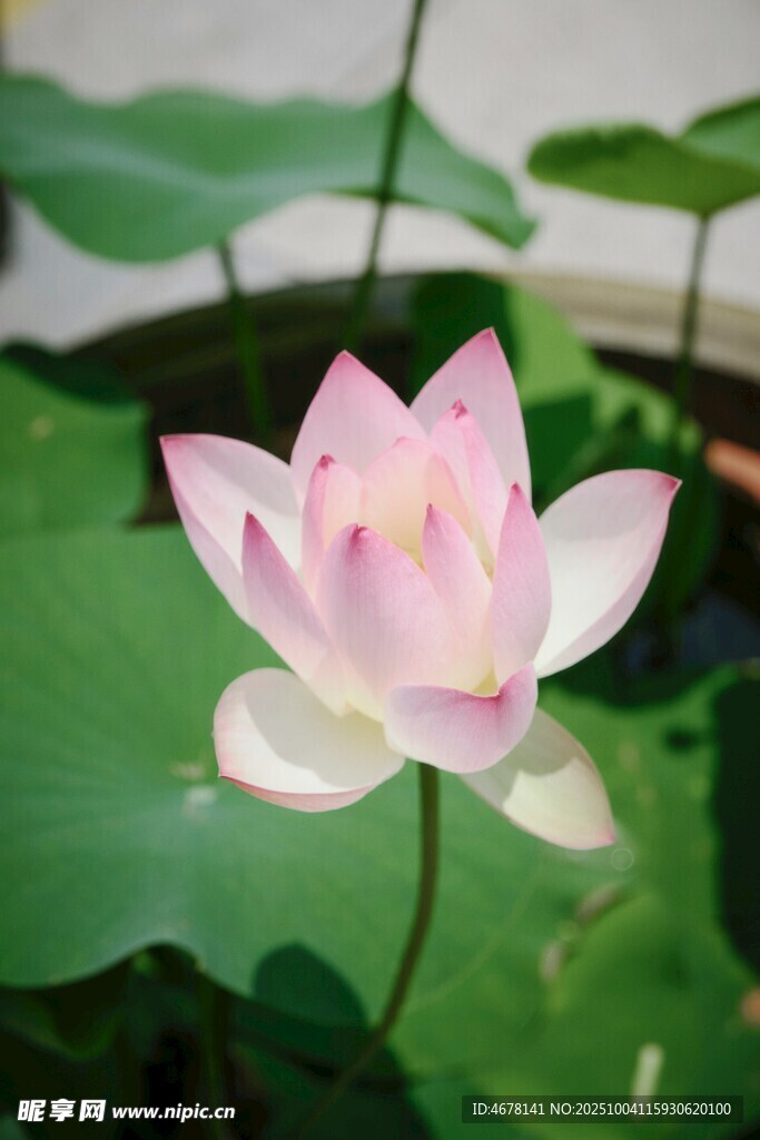 绽放的粉色荷花