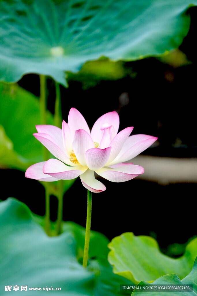 绽放的粉色荷花