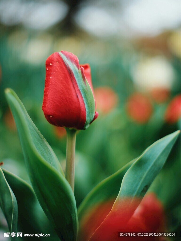 娇艳红郁金香绽放