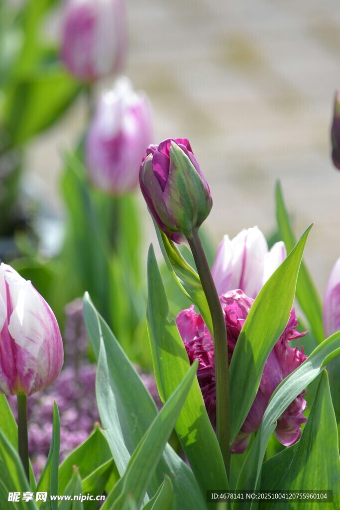 绽放的多彩郁金香