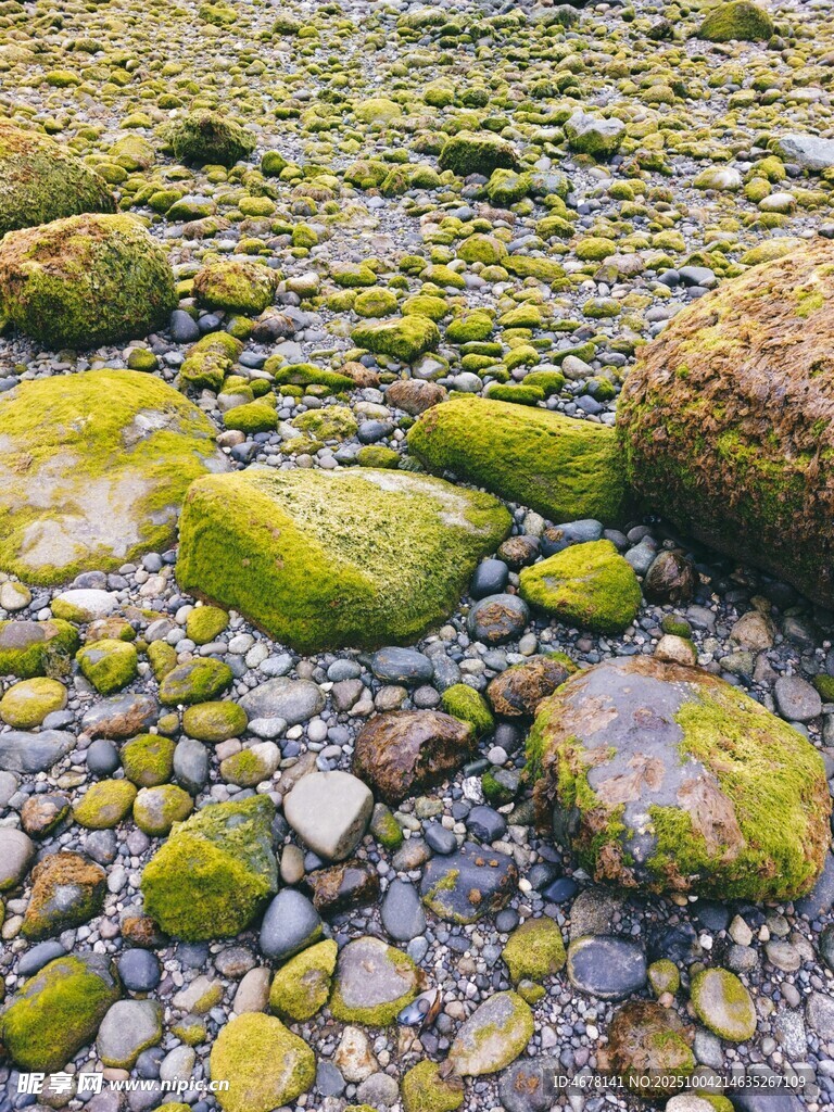 青苔覆盖的溪边鹅卵石