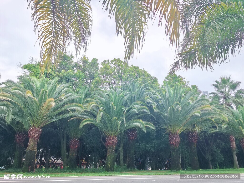 热带棕榈树林景观