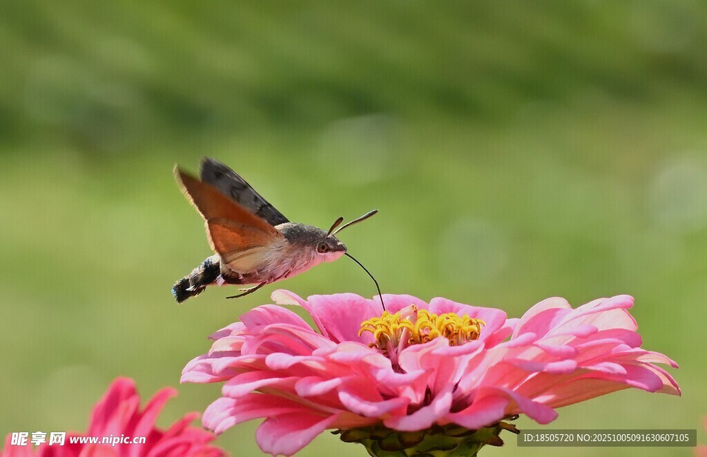 蜂鸟鹰蛾停于娇艳花朵