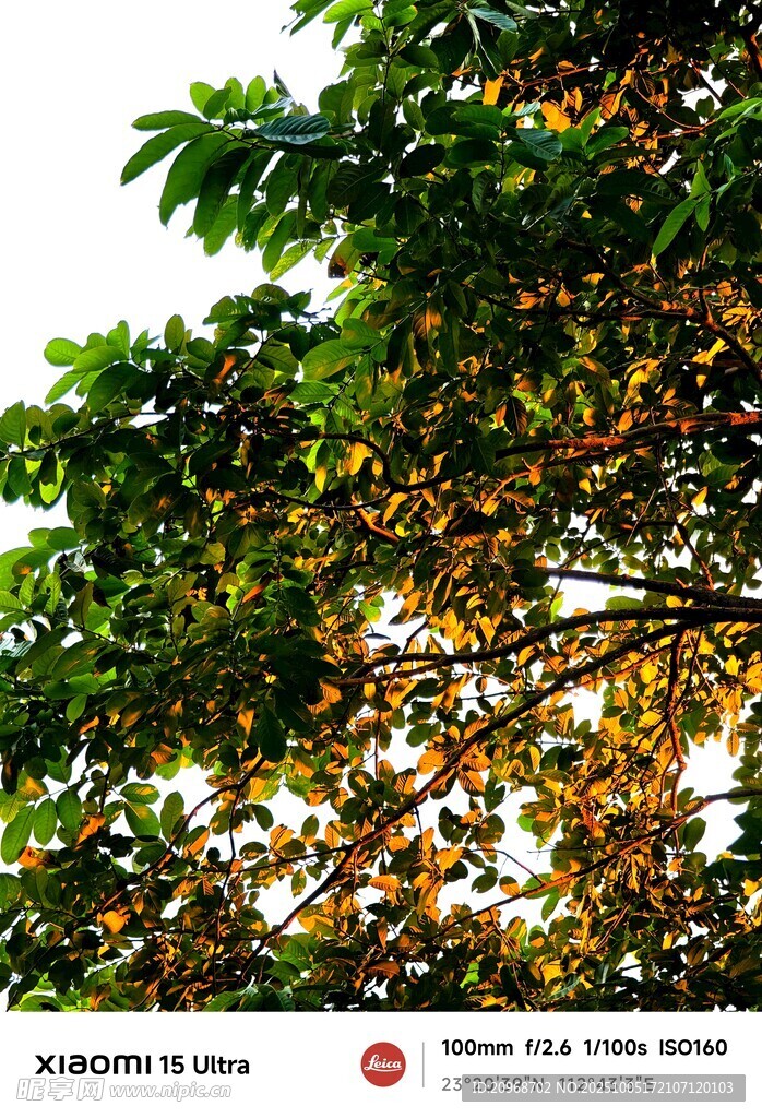 夕阳照亮的树叶