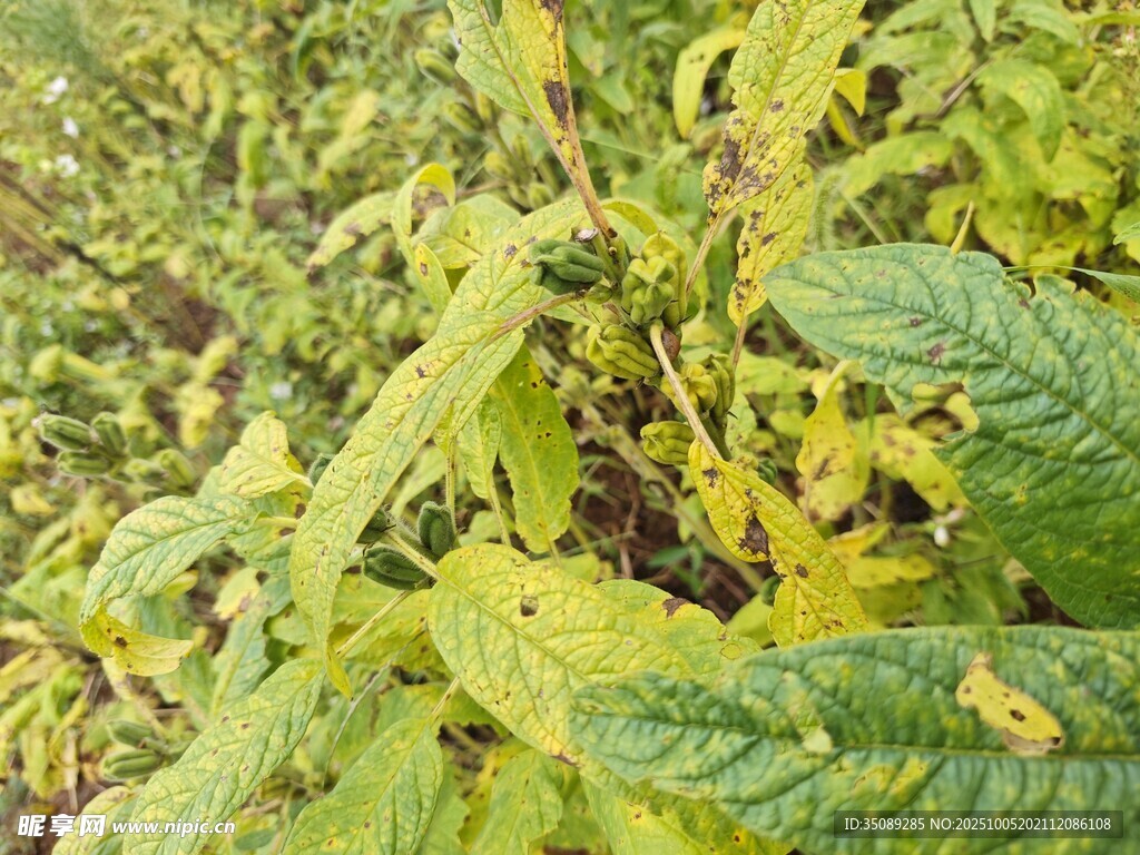 黄绿相间的繁茂植物