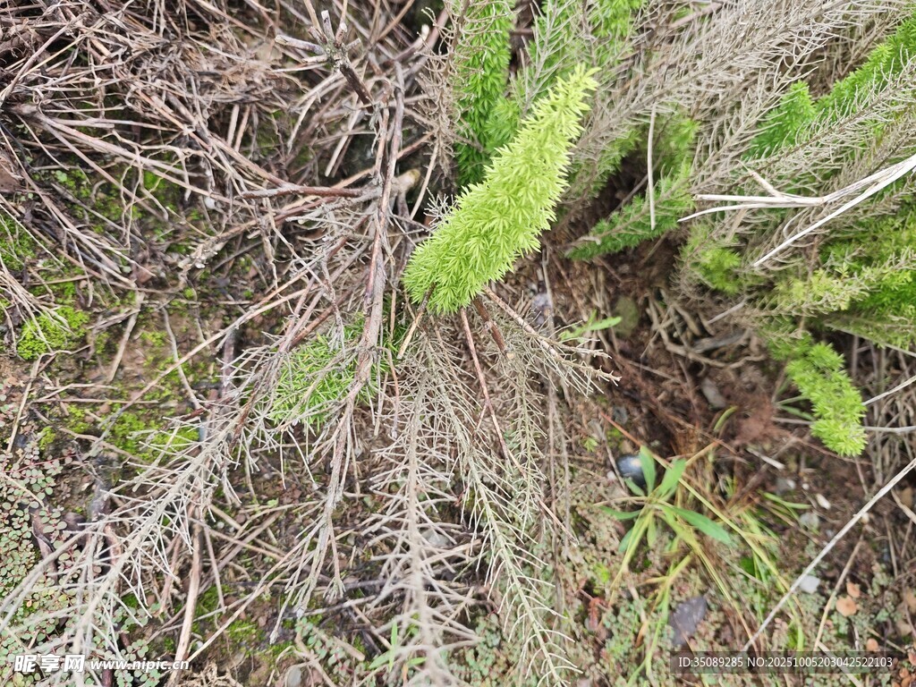 地面上的绿色植物与枯草