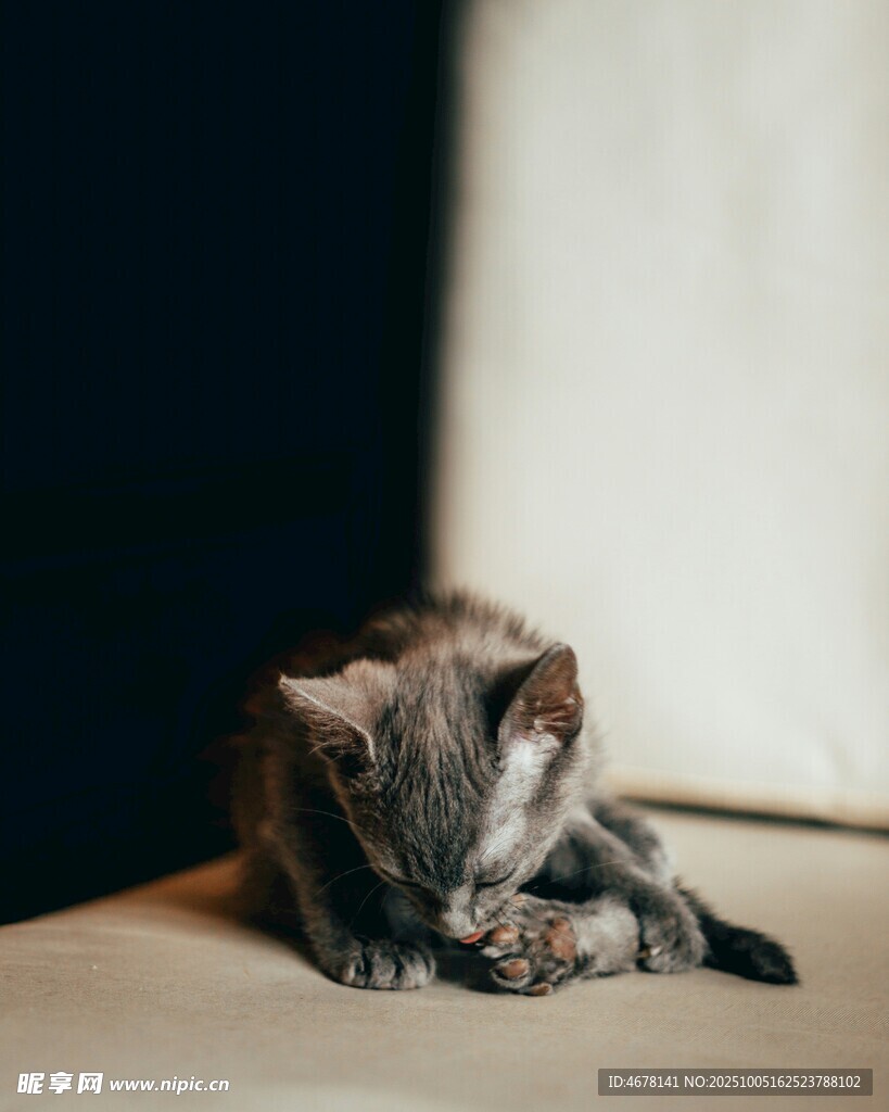 蜷缩猫咪专注舔毛瞬间