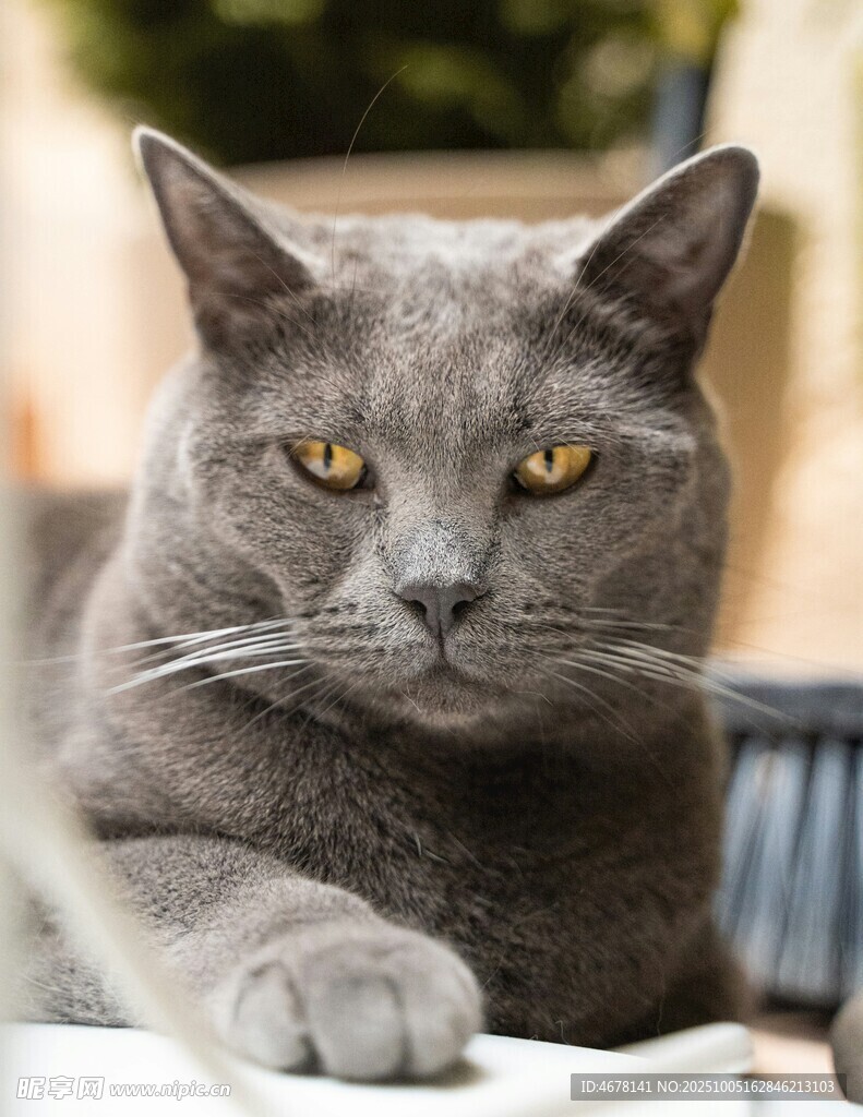 灰蓝猫咪趴卧凝视瞬间