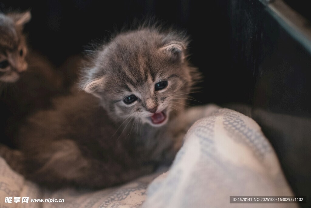 可爱小猫咪依偎在一起