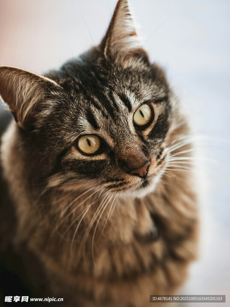 可爱猫咪抬头凝视瞬间