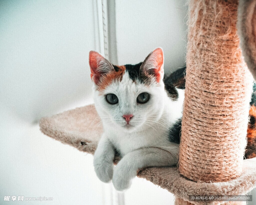 可爱猫咪栖息于猫爬架