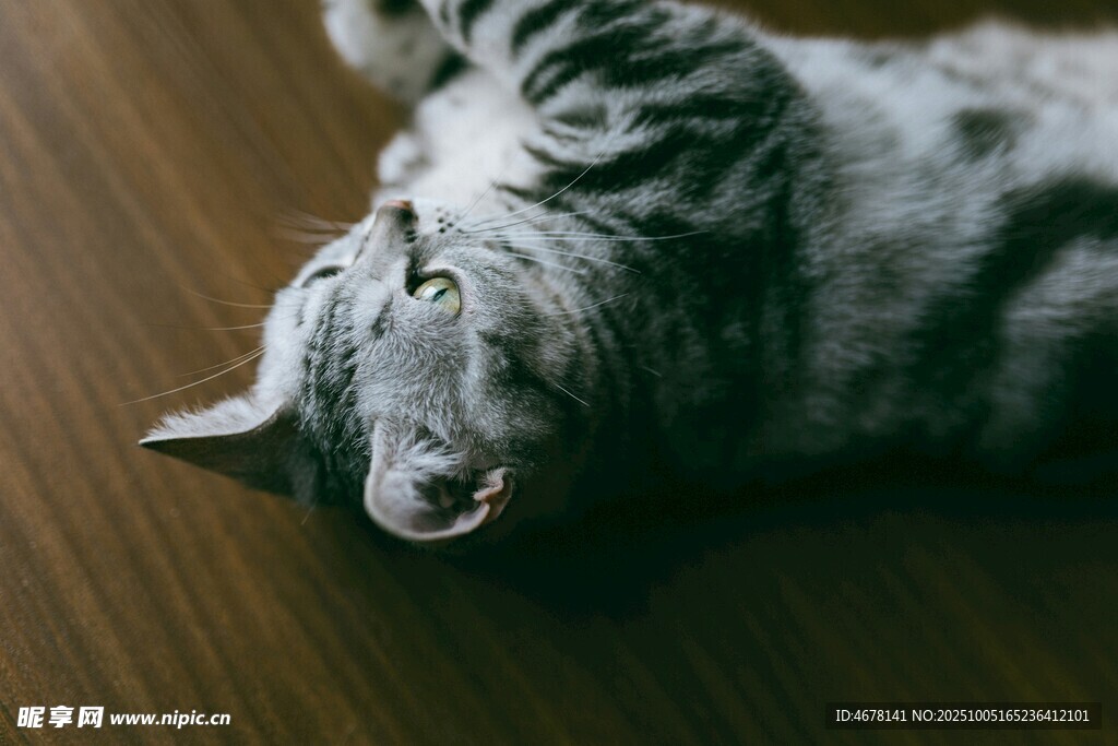 躺地玩耍的可爱猫咪