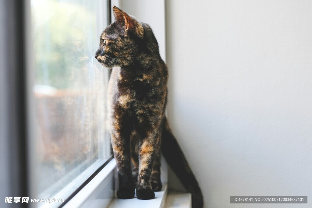 窗边玳瑁猫眺望远方