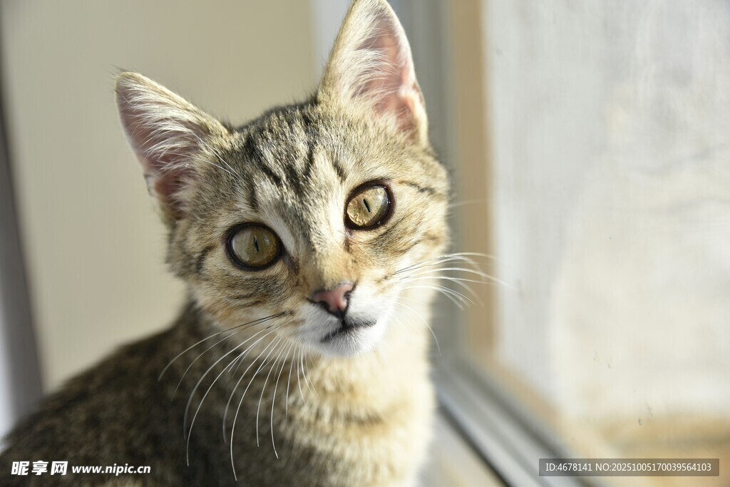 窗边可爱小猫咪