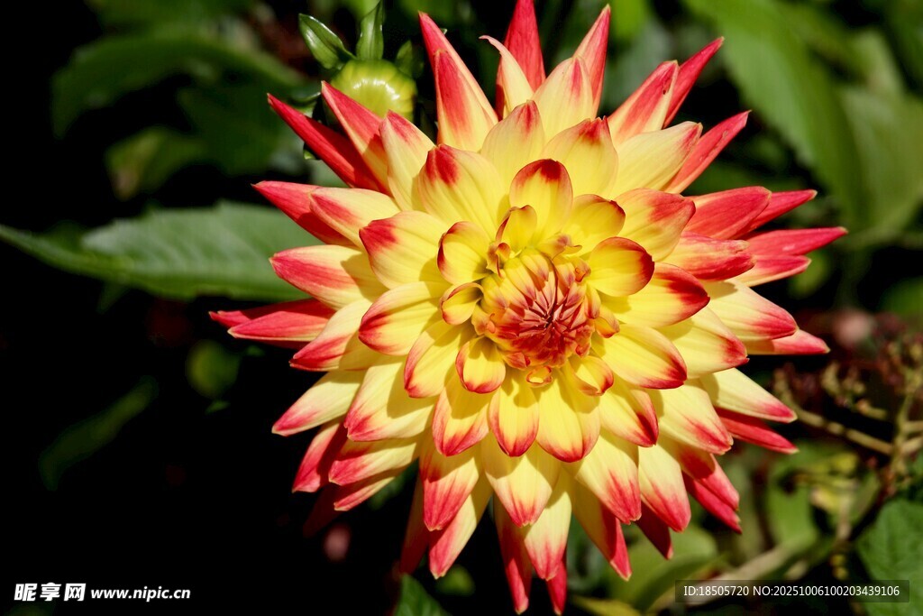 红黄相间大丽花绽放