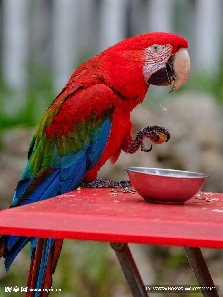 红鹦鹉于红桌进食
