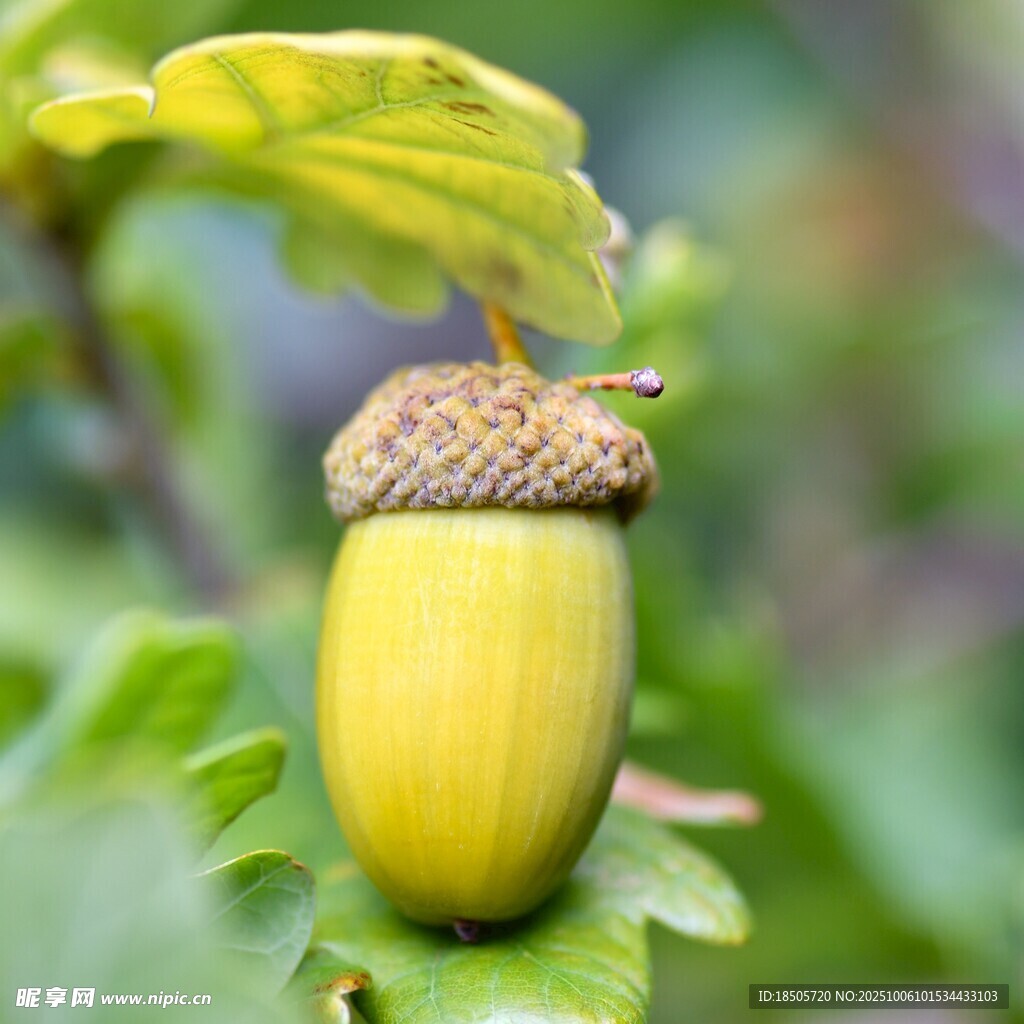 金黄橡果挂于绿叶间