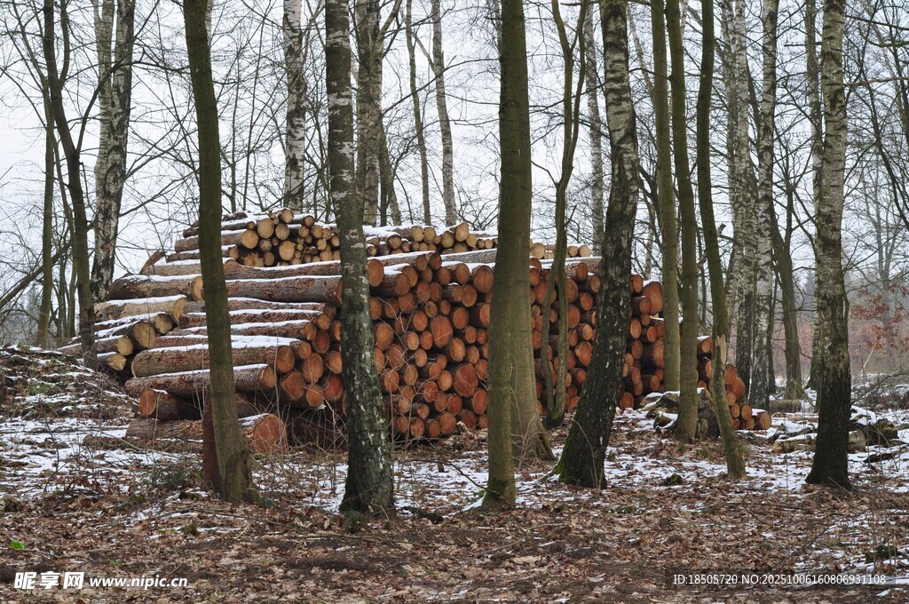 林间堆放的大量木材