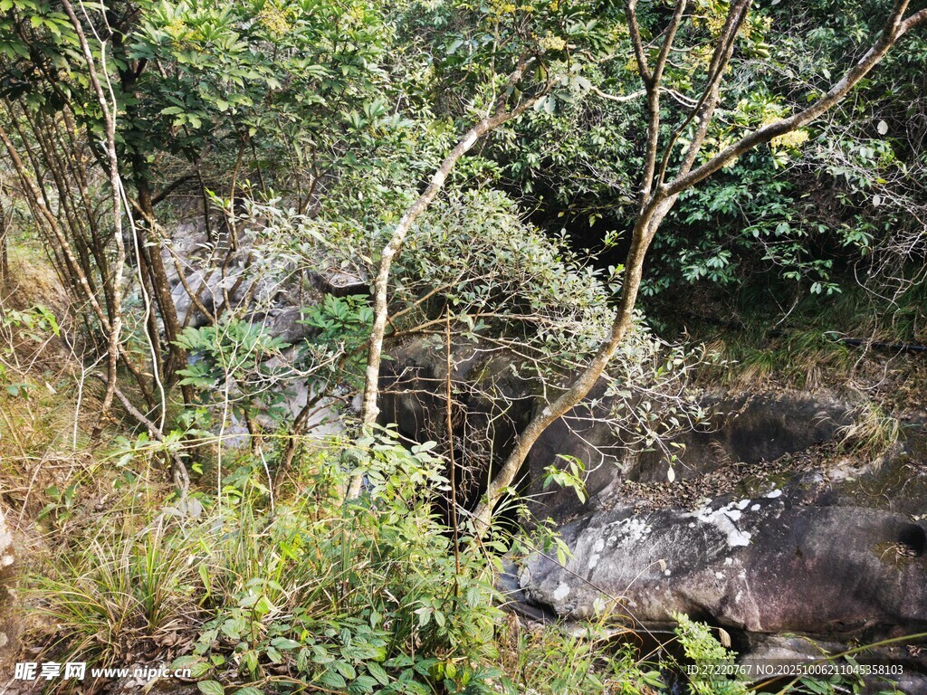 山间溪流旁的繁茂植被