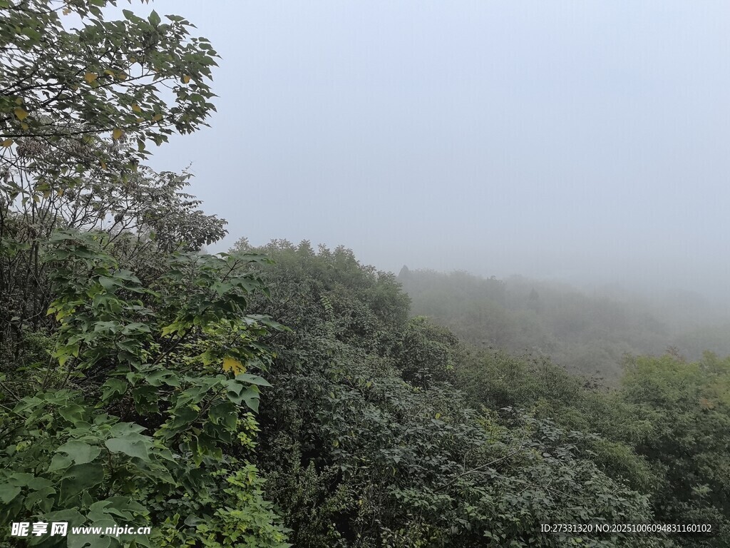 雾中葱郁山林景色