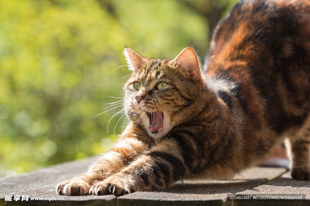 伸懒腰的斑纹猫咪