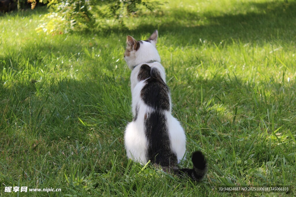 草地上黑白猫的背影