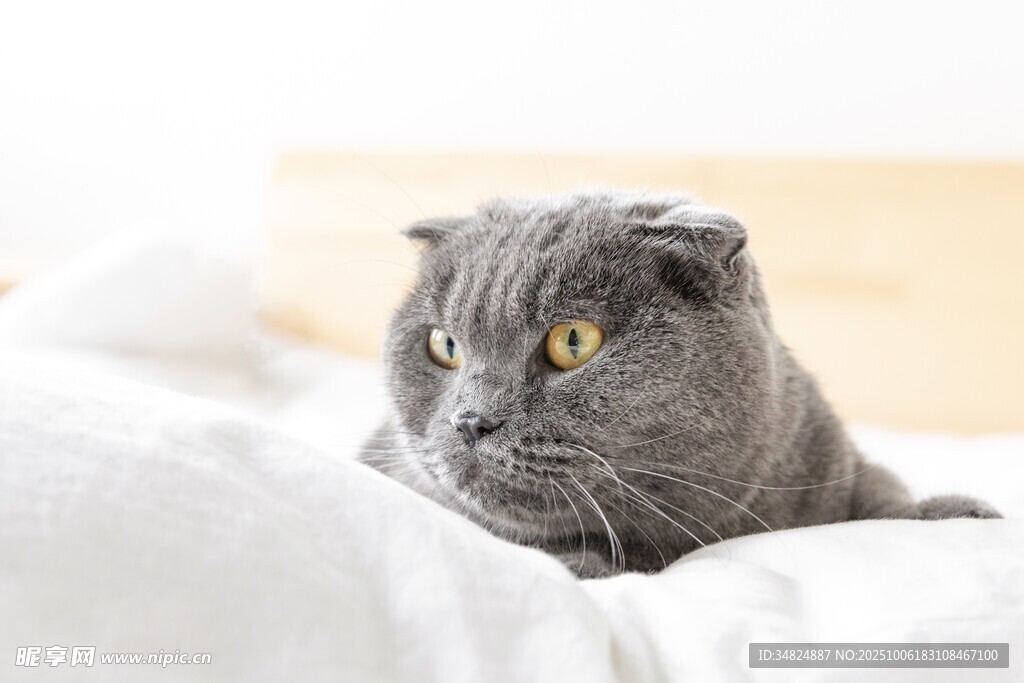 慵懒蓝猫趴卧柔软床铺