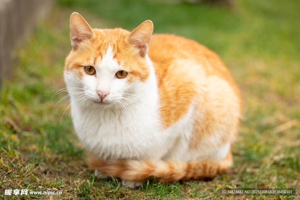 草地上的橘白猫咪