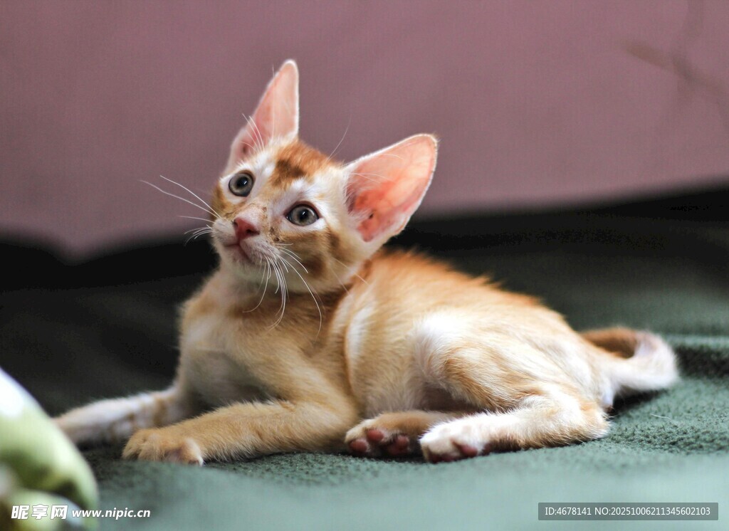 可爱小猫咪抬头望