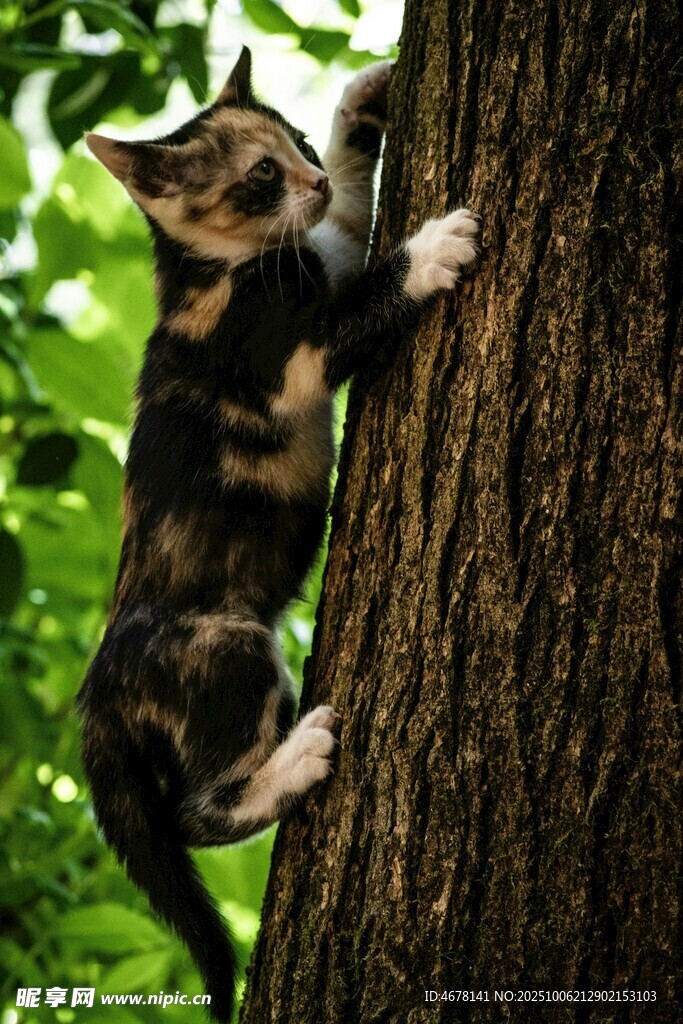 小猫奋力攀爬树干