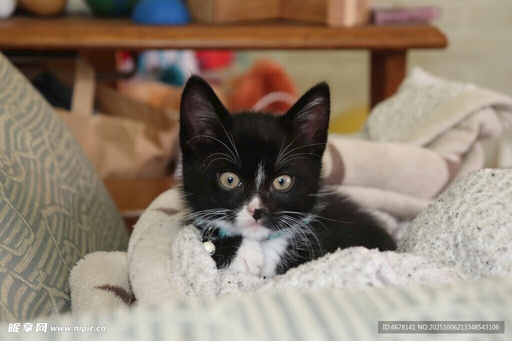 可爱黑白色小猫窝在毯中