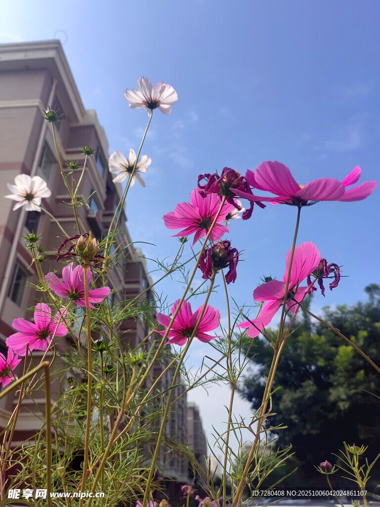 户外绽放的艳丽粉色花朵