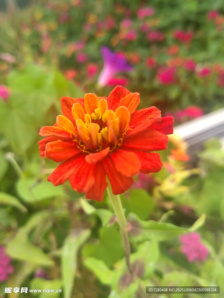 艳丽橙花绽放于多彩花丛